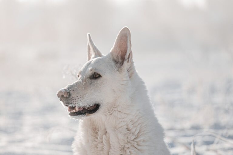 7 Training Tips For Swiss Shepherd Owners