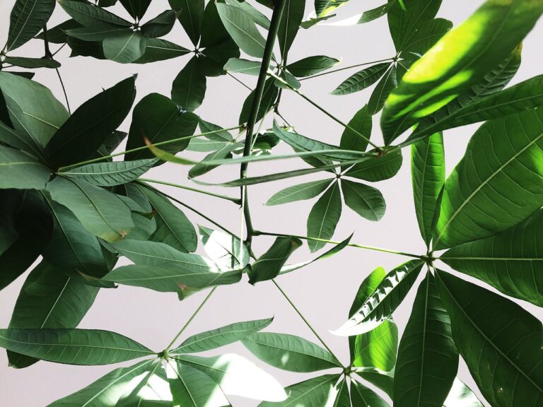 Money Tree Care 101: How to Keep Your Green Friend Thriving