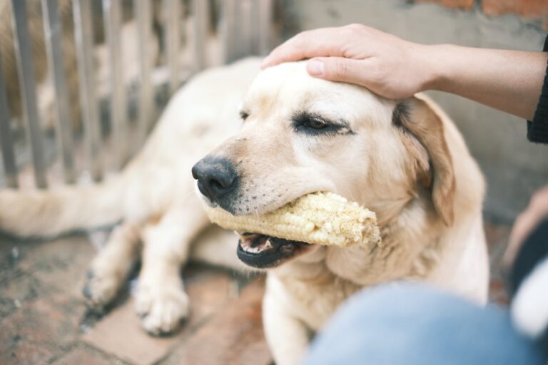 6 DIY Dog Treats That Support Digestion