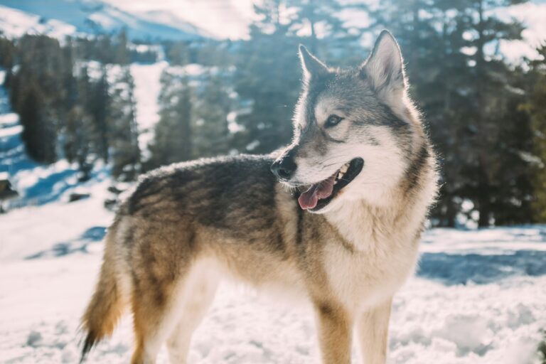Dog vs. Wolf: A Battle of Paws, Teeth, and History