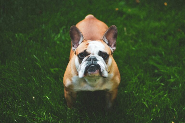 18 Facts About French Bulldogs That You Probably Didn’t Know