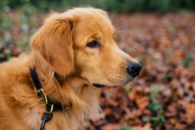 8 Things You Shouldn’t Do With Golden Retrievers (Unless You Want Chaos)