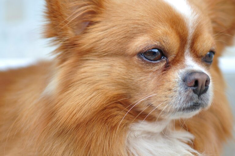 7 Things You Need to Know Before Getting a Chihuahua