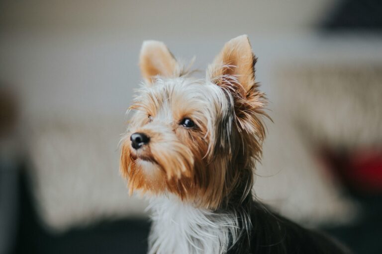 8 Common Health Issues in Yorkies (And How to Spot Them Early!)