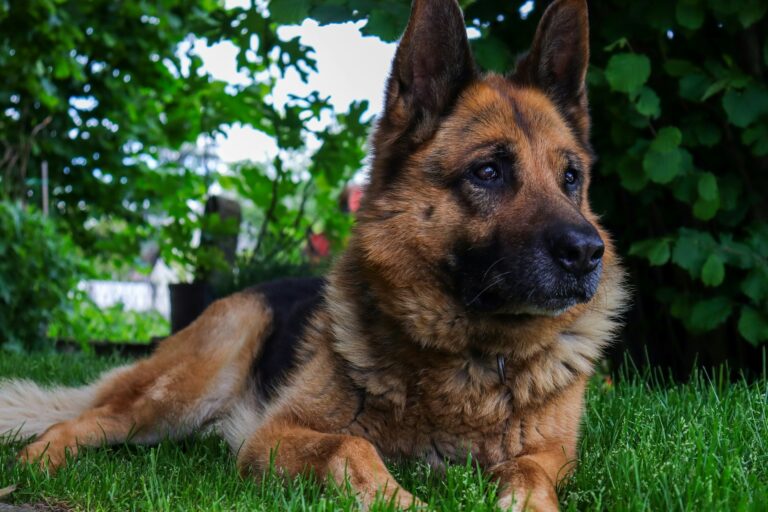 Is Your German Shepherd Mad at You? Here’s How To Tell