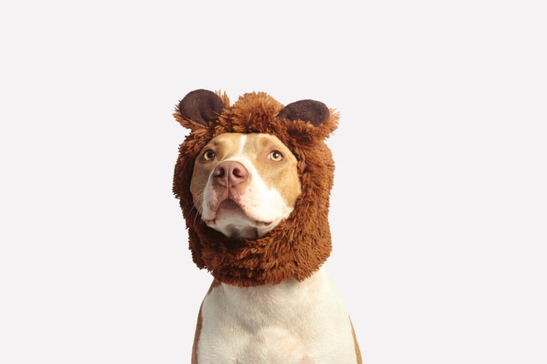 How to Train an American Pit Bull Terrier: The Fun (and Sometimes Challenging) Guide