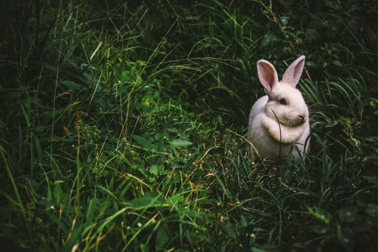 7 Mistakes Rabbit Owners Make (And How to Avoid Them)