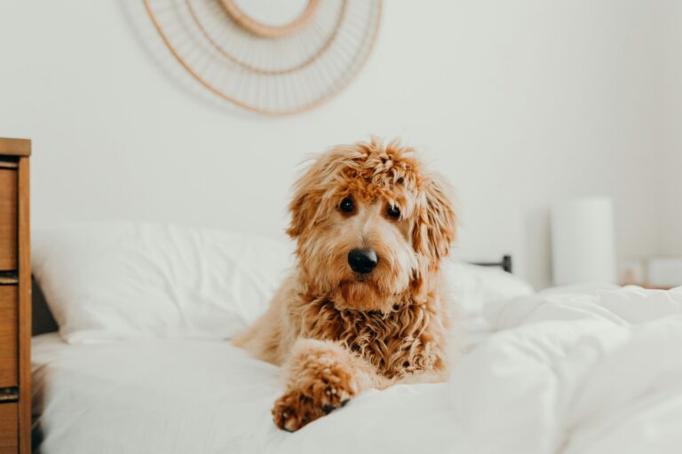 Labradoodle vs. Goldendoodle: Which Fluffy Dog is Right for You?