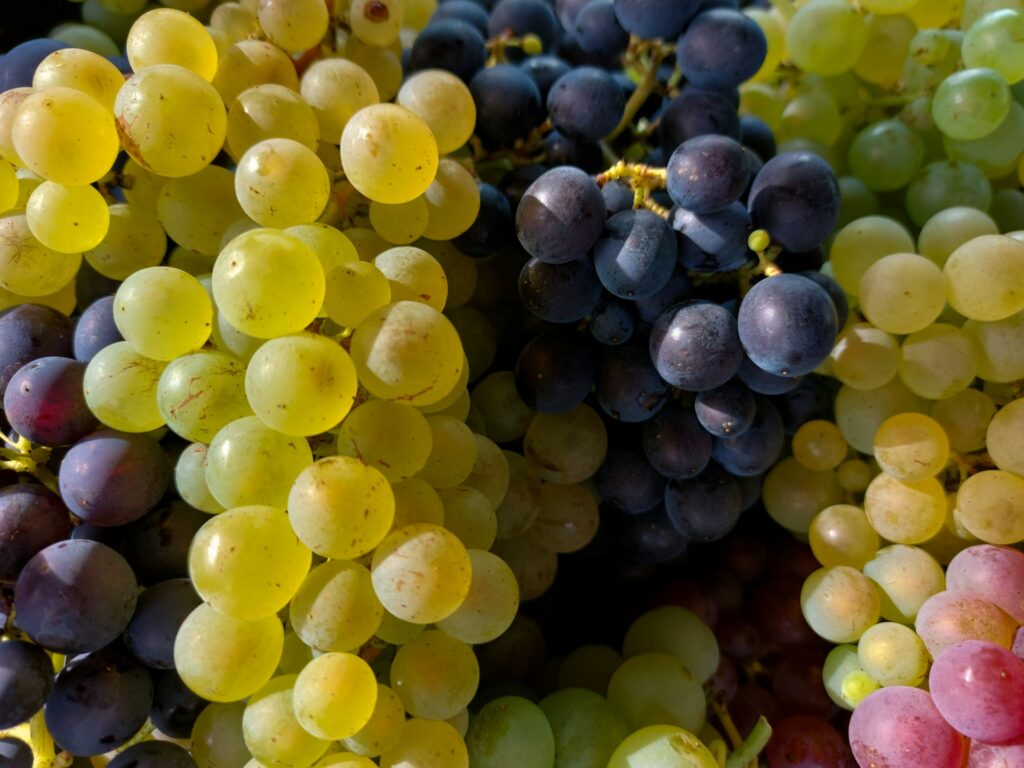 Curated visual reference: Picture Idea: What Happens When You Give Grapes To Your Dog