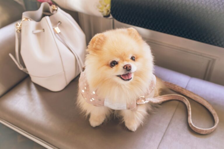 8 Essential Tips for Future Pomeranian Owners