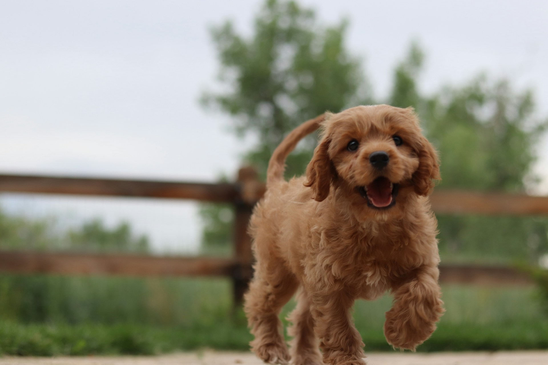 7 Essential Tips for Cavapoo Owners - Smart Dog Learning