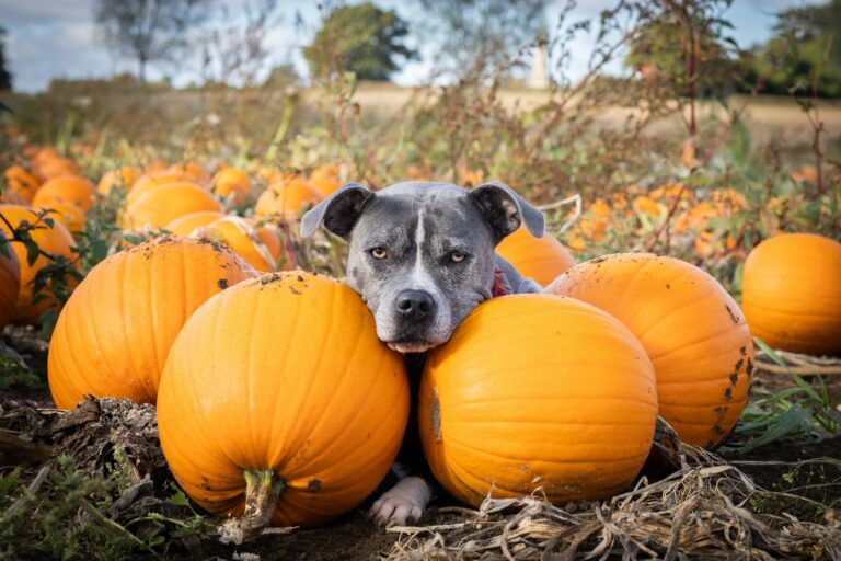 7 Benefits of Homemade Pumpkin Dog Treats