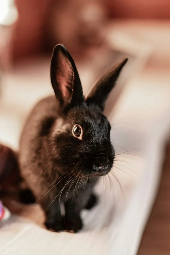 Rabbits: Quiet indoor companions