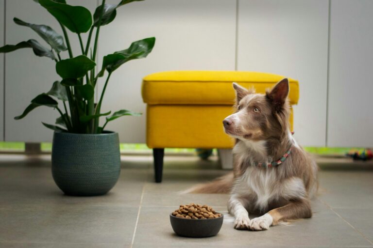 Meal Prep for Dogs: Chicken Dog Food & Vitamin B