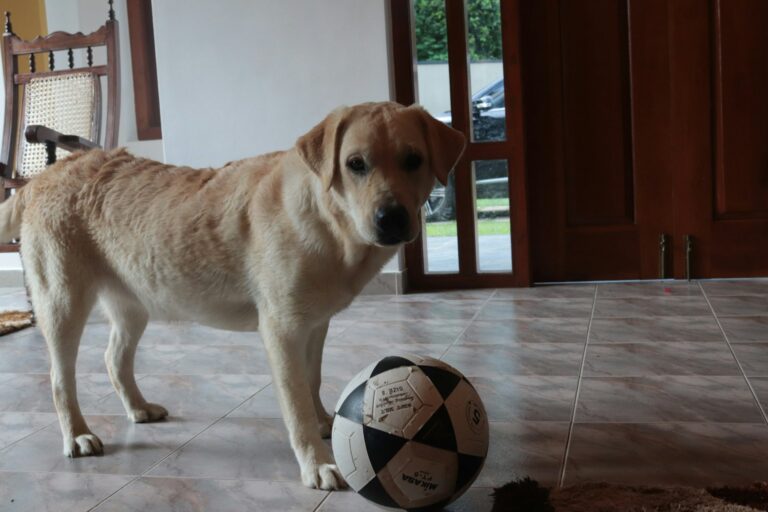 Can You Actually Train Your Dog at Home?