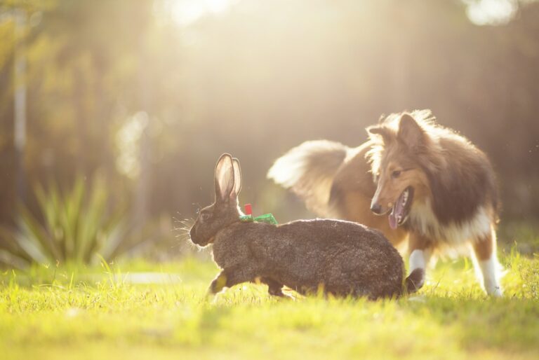 Rabbits vs Dogs as Pets: Who Wins?