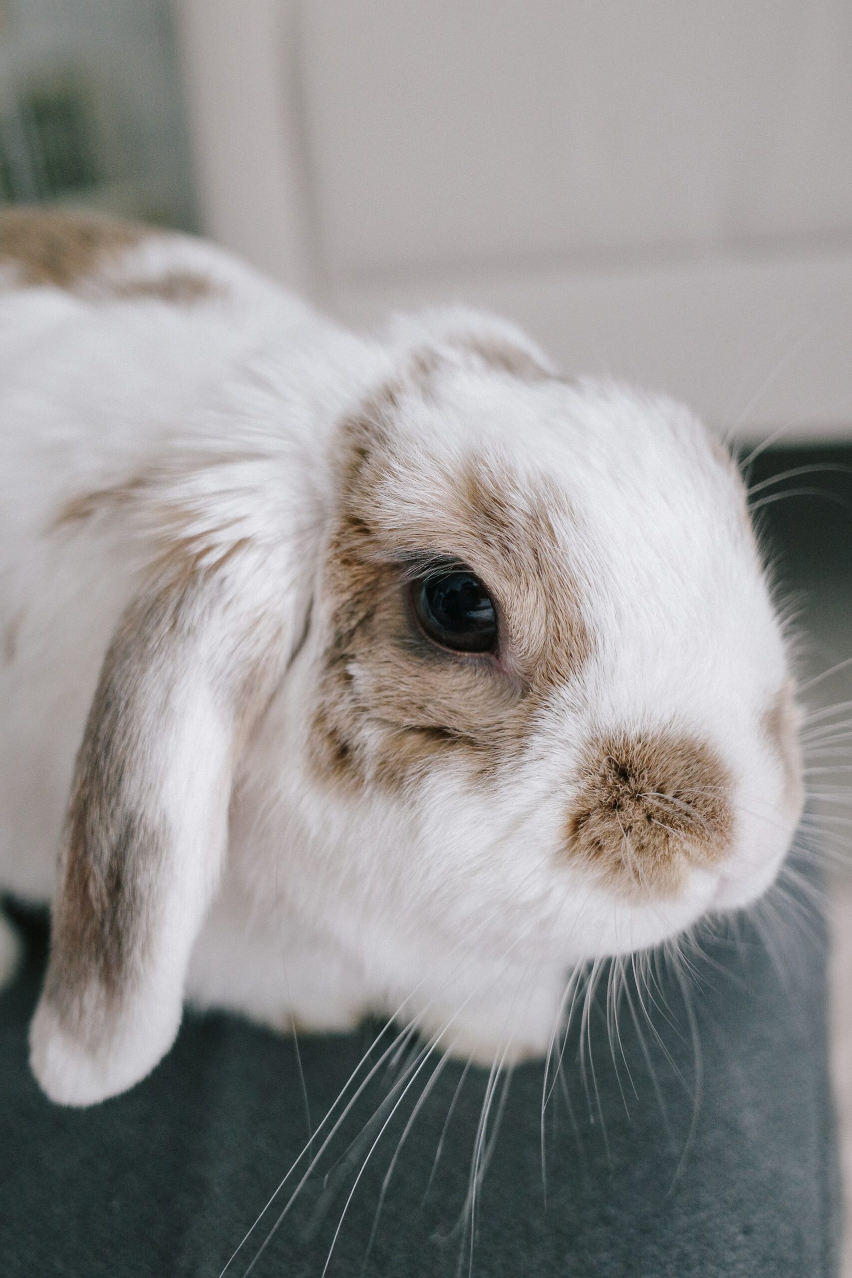 How to Choose Rabbit Pellets: Don’t Fall for the Fancy Labels - Smart ...