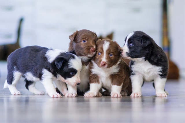 8 Puppy Necessities for First-Time Dog Owners: Don’t Get Caught Unprepared