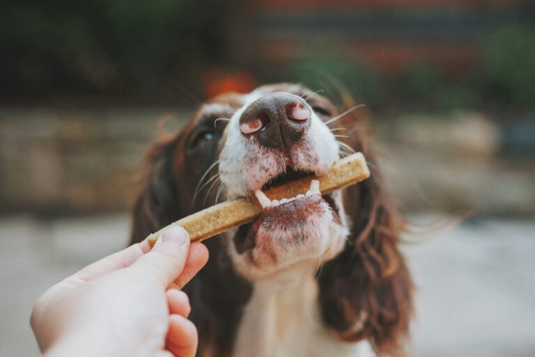Peanut Butter Dog Training Treats: Quick & Easy
