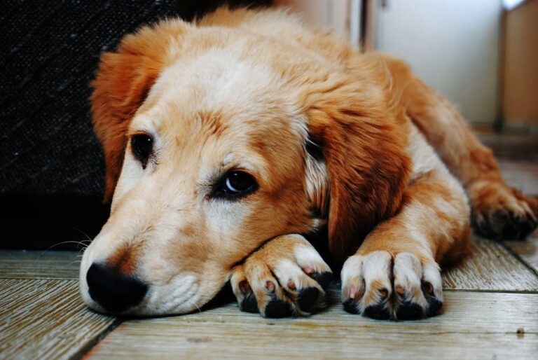 7 Golden Retriever Hacks Every Owner Should Know