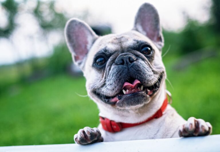 How To Raise An Obedient French Bulldog