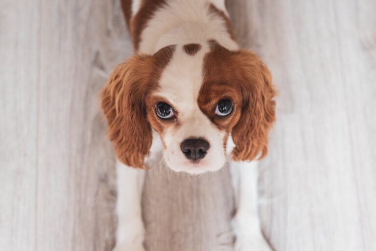 Important Dog Nutrition Tips for First-Time Pup Owners