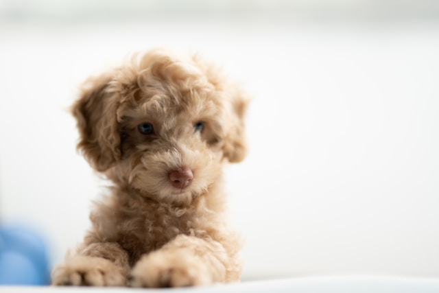 Surviving Your First Week with a Puppy: Chaos, Cuddles, and Chewed-Up Shoes