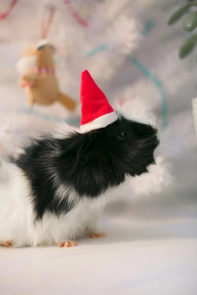 Are Guinea Pigs Good For Kids?