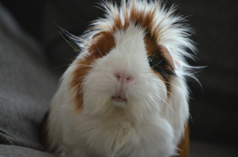 Guinea Pigs vs Rats as Pets: Which Tiny Critter Is Right for You?