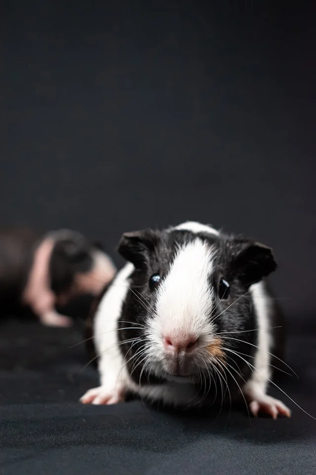 Are Guinea Pigs Good For Kids?