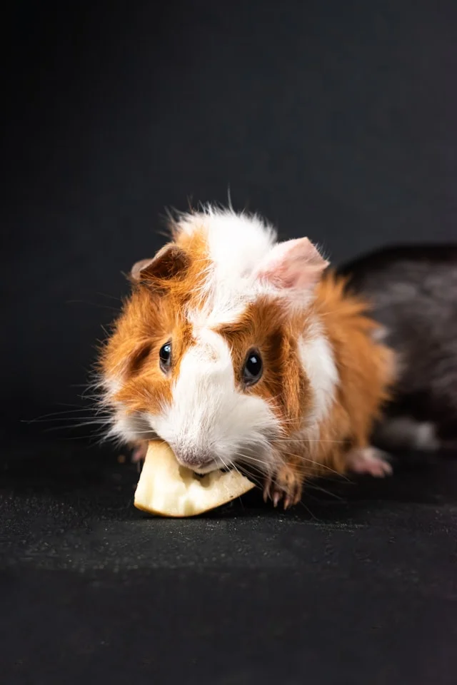 Are Guinea Pigs Good For Kids?