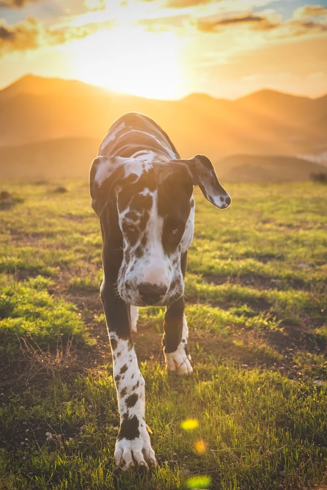 6 Mistakes Great Dane Owners Make