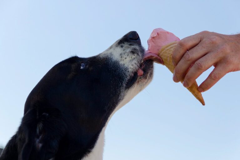 The Truth About Grain-Free, Raw, and Other Fancy Dog Diets