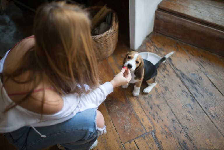 Got a Beagle Puppy? 8 Training Mistakes To Watch Out For