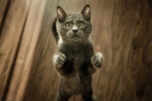 5 Homemade Cat Food Recipes (With Taurine)