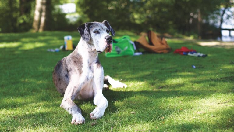 6 Mistakes Great Dane Owners Make