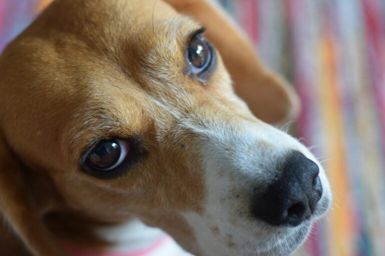 7 Beagle Puppy Owner Tips (So You Don’t Lose Your Sanity)