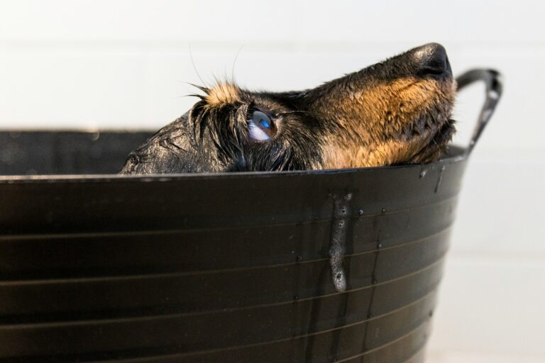 6 Dog Bathing Tips Every Owner Should Know