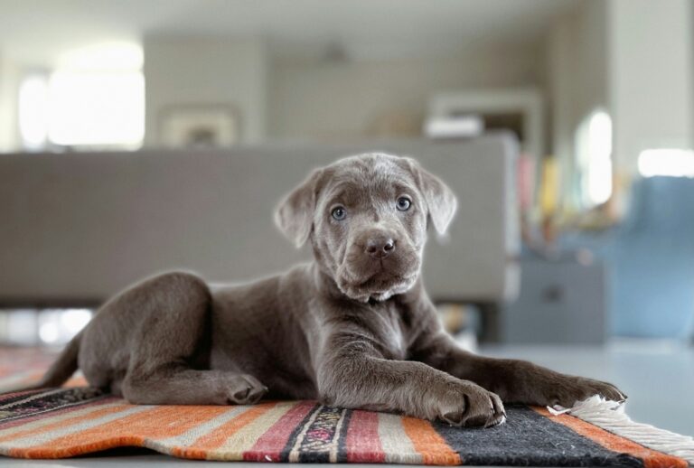 5 Mistakes Labrador Retriever Puppy Owners Make