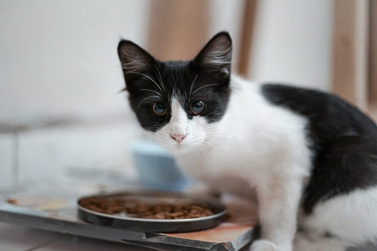 6 DIY Cat Food Recipes with Ground Beef