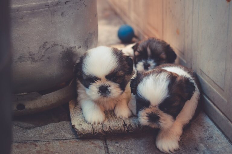 Beginner’s Guide to Puppy Socialization