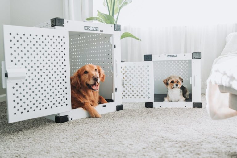 Dog Crate Training 101: How to Make the Crate Your Dog’s BFF
