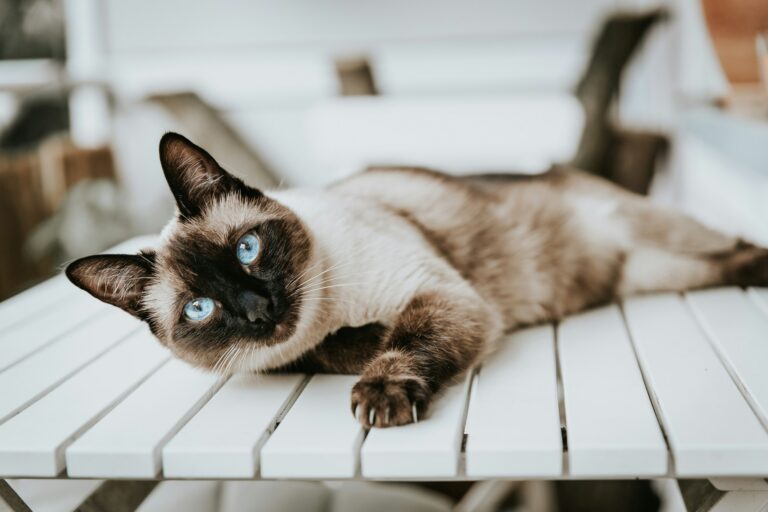 7 Mistakes Siamese Cat Owners Make (And How to Avoid Them)