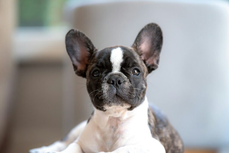 French Bulldog Care Guide: What New Owners Need to Know