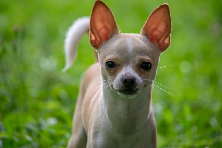 Chihuahua Care Tips for Small Dogs With Big Attitudes