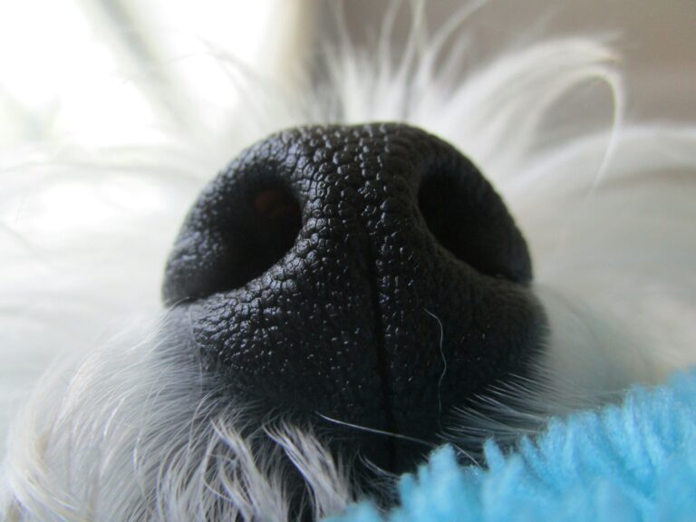 7 Tips to Remove Pet Odors from Your Home (Without Losing Your Mind)