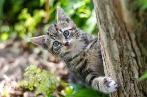 3-Ingredient Chicken & Pumpkin Cat Food (Easy, Healthy, Cat-Approved)
