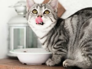 5 Homemade Cat Food Ideas Your Feline Will Flip For