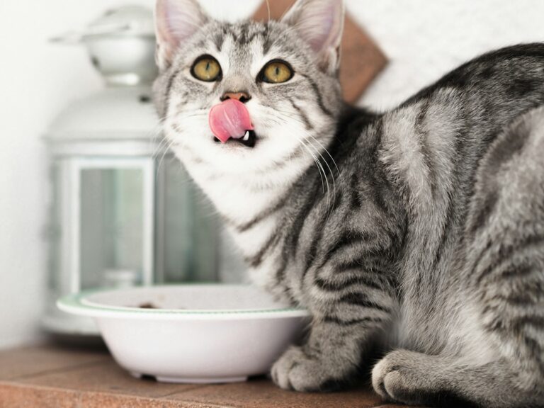5 Homemade Cat Food Ideas Your Feline Will Flip For