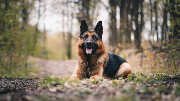 8 German Shepherd Puppy Training Tips To Raise A Confident Pup